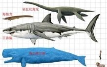 梅尔维尔鲸谁更厉害(巨齿鲨苍龙梅尔维尔鲸和龙王鲸对决)