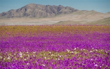 神奇的沙漠之花 沙漠为何会开花？（沙漠开花）