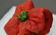 世界上最大的草莓：长相奇丑无比(重达250克)