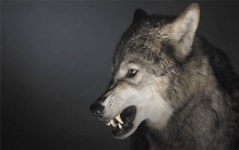 世界上十大一夫一妻动物 它们是最令人羡慕的动物