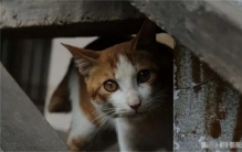 中国人不吃猫肉 是因为什么原因（不吃猫肉）