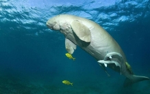 儒艮是鱼还是哺乳动物?每隔8分钟浮上水面呼吸(海上哺乳)