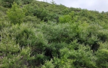 虫王庙的传说故事简介,虫王庙传说真实故事