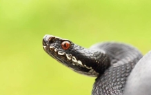 秦岭有哪些蛇,传奇故事小山村惊现巨蛇