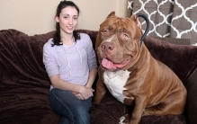 世界最大斗牛犬，浩克（18月大体重160斤/会照顾小婴儿）