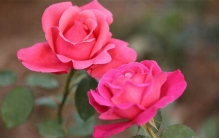 一年四季都盛开的花是什么花?月月红和日日春全年无休