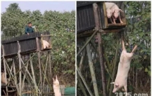 农民大爷每天逼猪高台跳水猪这个糟老头子坏得很