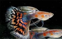 世界最漂亮的鱼王是什么 孔雀鱼（颜色丰富颜值高）