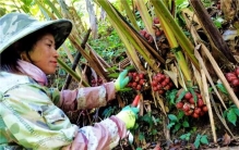 云南镇康县南伞有哪些小吃,云南农业农村8大支柱产业