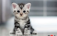 猫咪表达爱的方式有哪些?猫咪喜欢主人的10种表现