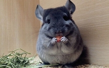 龙猫是什么动物?龙猫为什么不能水洗(原名美洲栗鼠)