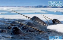 探索独角鲸长角的作用，其实就是一个感知器官