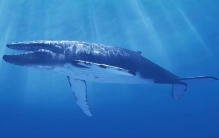 蓝鲸是目前世界上最大的动物,最大的蓝鲸体长30多米,世界上最大的蓝鲸大约多少米