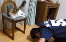 一个合格的铲屎官，个人修养是关键(要当女王来养)