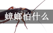 蟑螂怕什么?