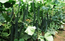 西红柿不能和什么一起吃?这7种食物和西红柿相克