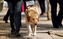 导盲犬是什么狗?原来我国主要是这2大导盲犬种