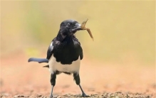 喜鹊搭建的鸟窝 好为何不怕风雨（喜鹊鸟窝）