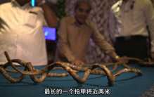 吉尼斯纪录:世界上指甲最长的人#奇人异事