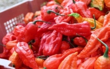 什么地方的辣椒最辣？中国辣度排行前十的辣椒