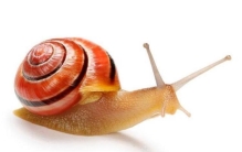 动物的奇闻怪事,动物的奇葩现象