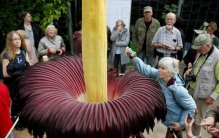 尸香魔芋真实存在吗,尸香魔芋真实存在么