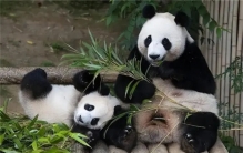 中国的国宝大熊猫 为何不愿意借给印度（出借熊猫）