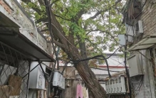 直径一米的槐树多少年「活得憋屈树根上建房直径近一米的老国槐生存状况堪忧」