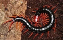 三分钟带你了解蜈蚣对人有什么危害,蜈蚣毒素对身体有什么危害