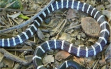 为什么银环蛇是中国最毒的蛇「国内最毒银环蛇的亲戚却被很多人认错号称夜魔的印度环蛇」