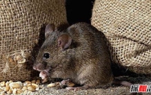 女孩怀孕生20只老鼠真相揭秘,人和老鼠可以孕育生命吗(谣言)