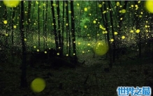 萤火虫为什么会发光，在有限的时间寻找自己的伴侣