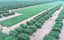 草坪的正确种植养护技术和方法是什么,家里草坪怎么种植