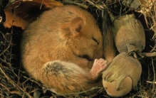 什么动物会冬眠?动物是怎么冬眠的(体温调节是关键)