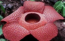 世界上最危险的十大植物 这十个植物很是危险一定远离