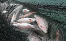 太恶毒了！挪威进口日本产三文鱼海产品，重新打标签后发往中国