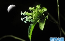 夜来香有毒吗，越香越有毒(夜晚散发害人气体)