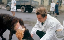 前苏联砍了狗头恐怖实验 惊悚双头狗实验揭秘（成功存活）