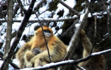 陕西佛坪暴雪迎来猴宝宝引人忧曾有猴妈妈携宝宝尸体太催泪
