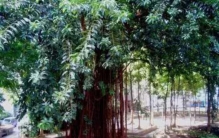 吃人树为什么会吃人,校园里常种的树