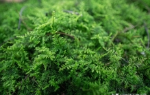 万物科普：地球上最古老的植物-约4.5亿年前的苔藓类植物