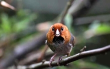 真实版愤怒的小鸟现身丹霞山首次发现成群短尾鸦雀