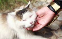 猫猫打呼噜是什么意思?10个猫咪认定主人的表现