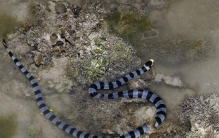 中国境内最毒海蛇，灰蓝扁尾海蛇比眼镜王蛇毒十倍