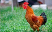 早上公鸡为什么固定时间打鸣?真的是为了叫人起床吗