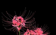 民俗简记丧葬风俗有哪些「民俗简记丧葬风俗」