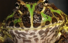 全世界最漂亮的10种青蛙 第八装死高手,第四美到惊艳