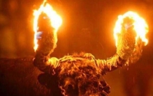 人类伤害动物的10大真实事例 烧砸扔斩吞不尽相同