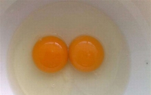 土鸡蛋比普通鸡蛋更有营养吗?原来这么久钱都白花了