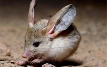 世界上最小的跳鼠是什么 三趾心颅跳鼠（身材迷你）
